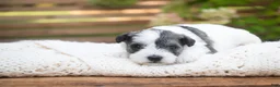Miniature Schnauzer dogs for sale: Magnolia Miniature Schnauzer - Ad 6