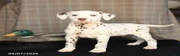 Dalmatian dogs for sale: Dynamite - Ad 1