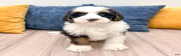 Bernedoodle dogs for sale: Buster - Ad 3