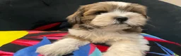 Mixed Breed dogs for sale: LeeLee - Ad 12