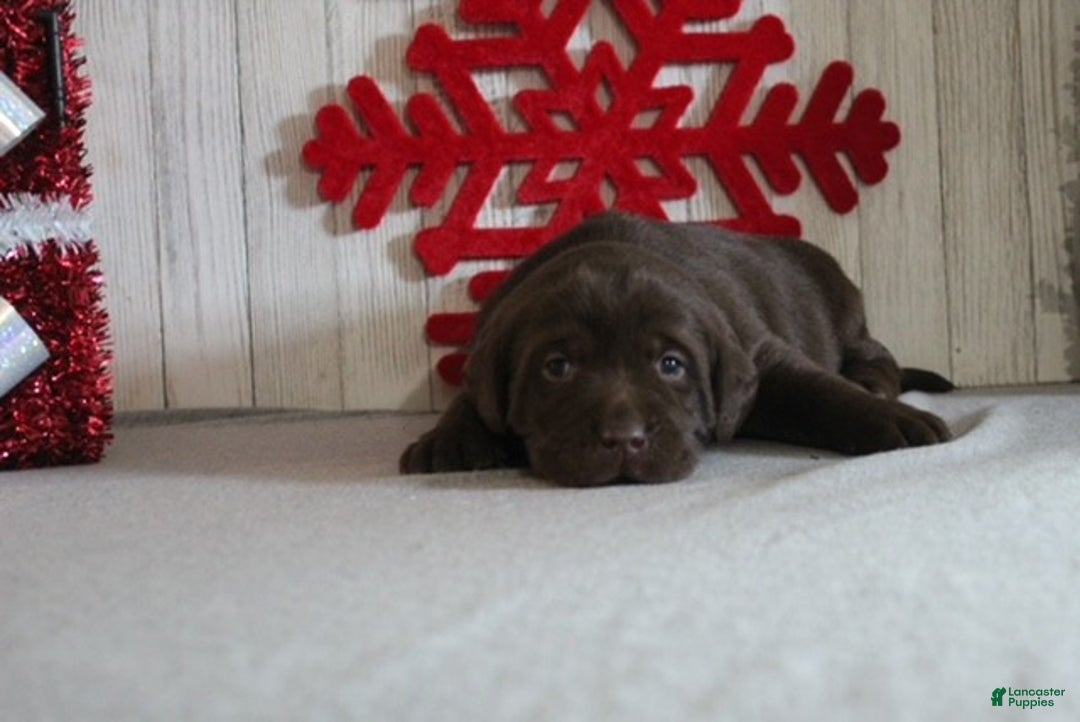Labrador Retriever dogs for sale: Sparkle - Ad 2