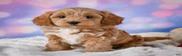 Cavapoo dogs for sale: Tyson - Ad 8