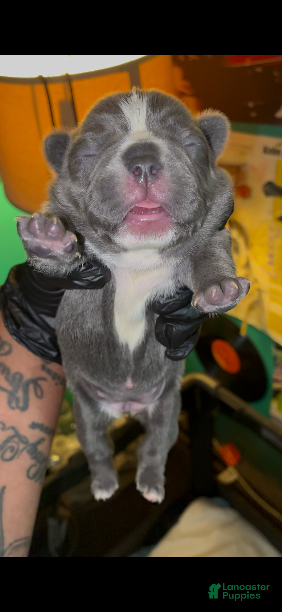 French Bulldog dogs French Bulldog 3 - Ad 8