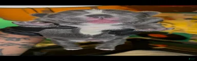 French Bulldog 3