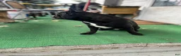 Mixed Breed dogs for sale: Batman - Ad 5