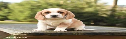 Beagle dogs for sale: Blake - Ad 3