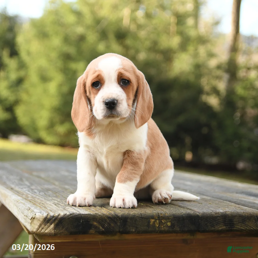 Beagle dogs for sale: Blake - Ad 3