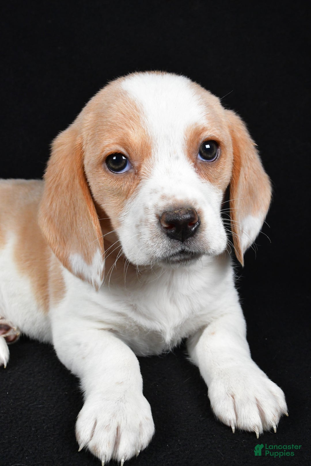 Beagle dogs for sale: Allie - Ad 3