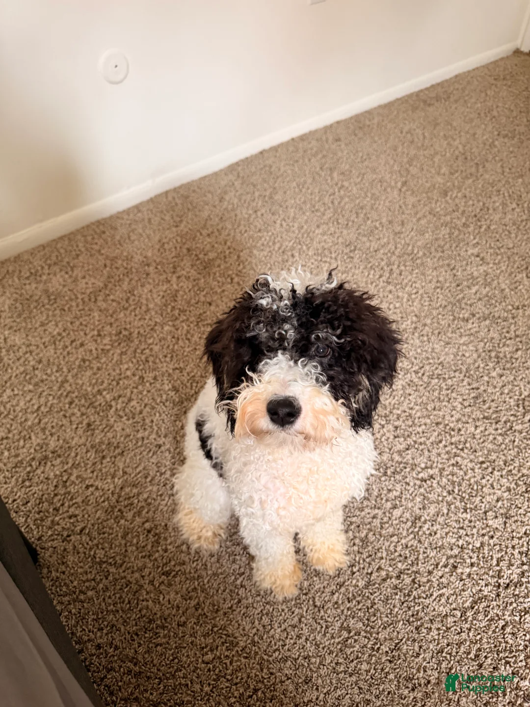 Mini Bernedoodle dogs for sale: Alora - Ad 5
