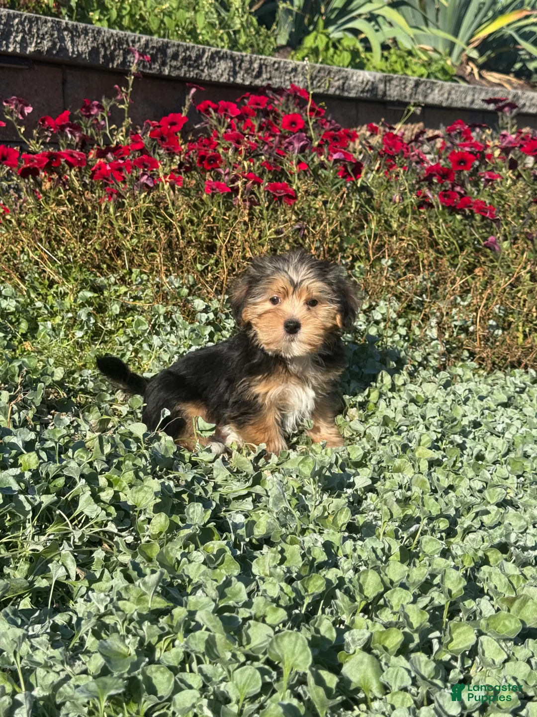 Shorkie dogs for sale: Adam - Ad 1