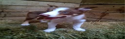 Border Collie dogs for sale: Border Collie 3 - Ad 6