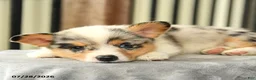 Welsh Corgi Pembroke dogs for sale: Rainbow - Ad 1
