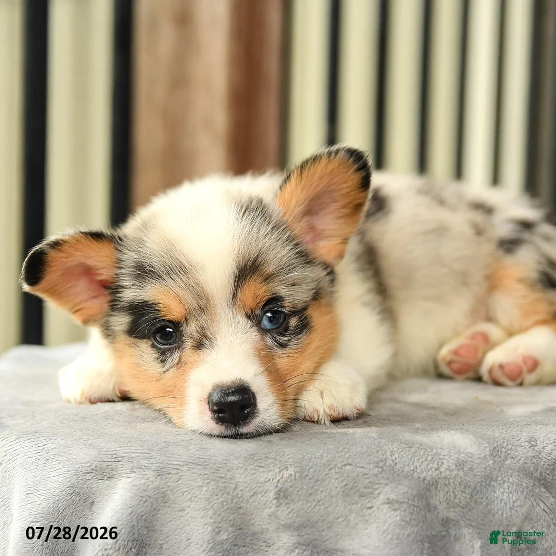 Welsh Corgi Pembroke dogs for sale: Rainbow - Ad 1