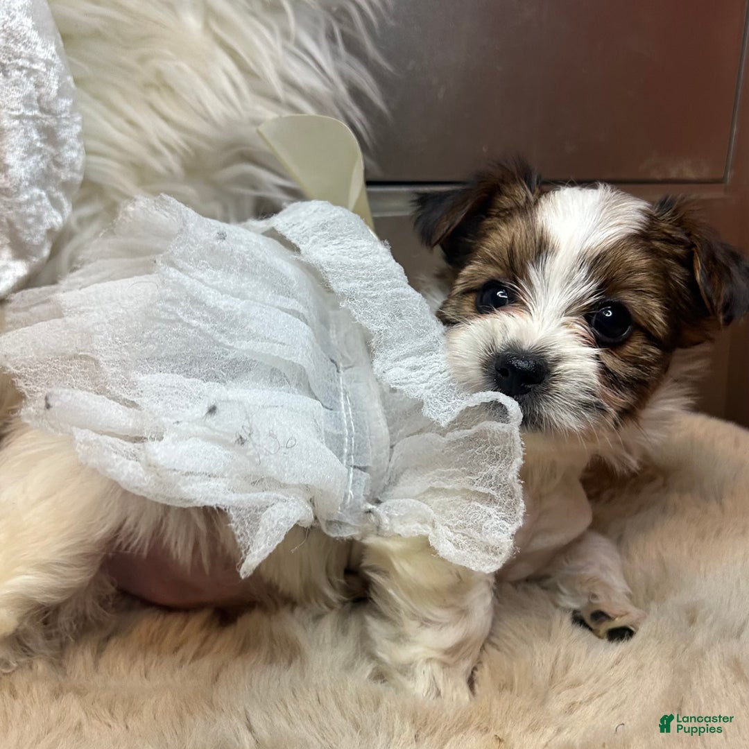 Mixed Breed dogs for sale: Blossom  - Ad 2