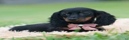 Miniature Dachshund dogs for sale: Felicia - Ad 5