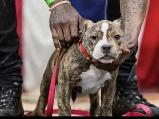 American Bully dogs - Ad 14