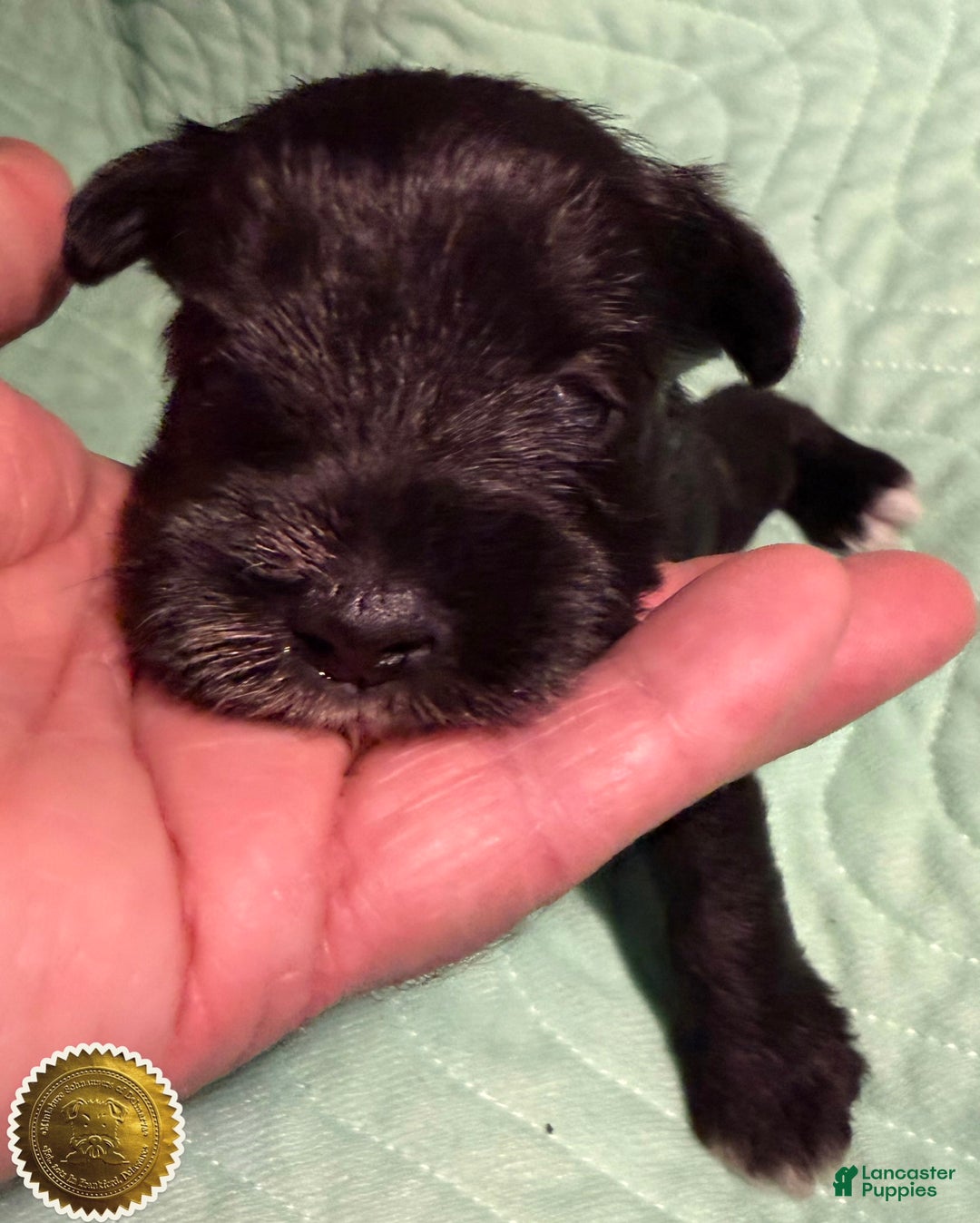 Miniature Schnauzer dogs for sale: Chloe - Ad 4