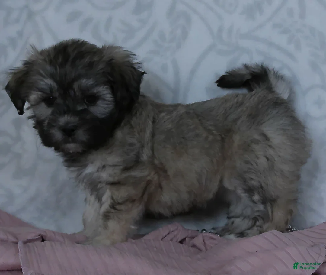 Teddy Bear dogs for sale: Gracie - Ad 2