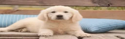 Golden Retriever dogs for sale: Norah - Ad 4