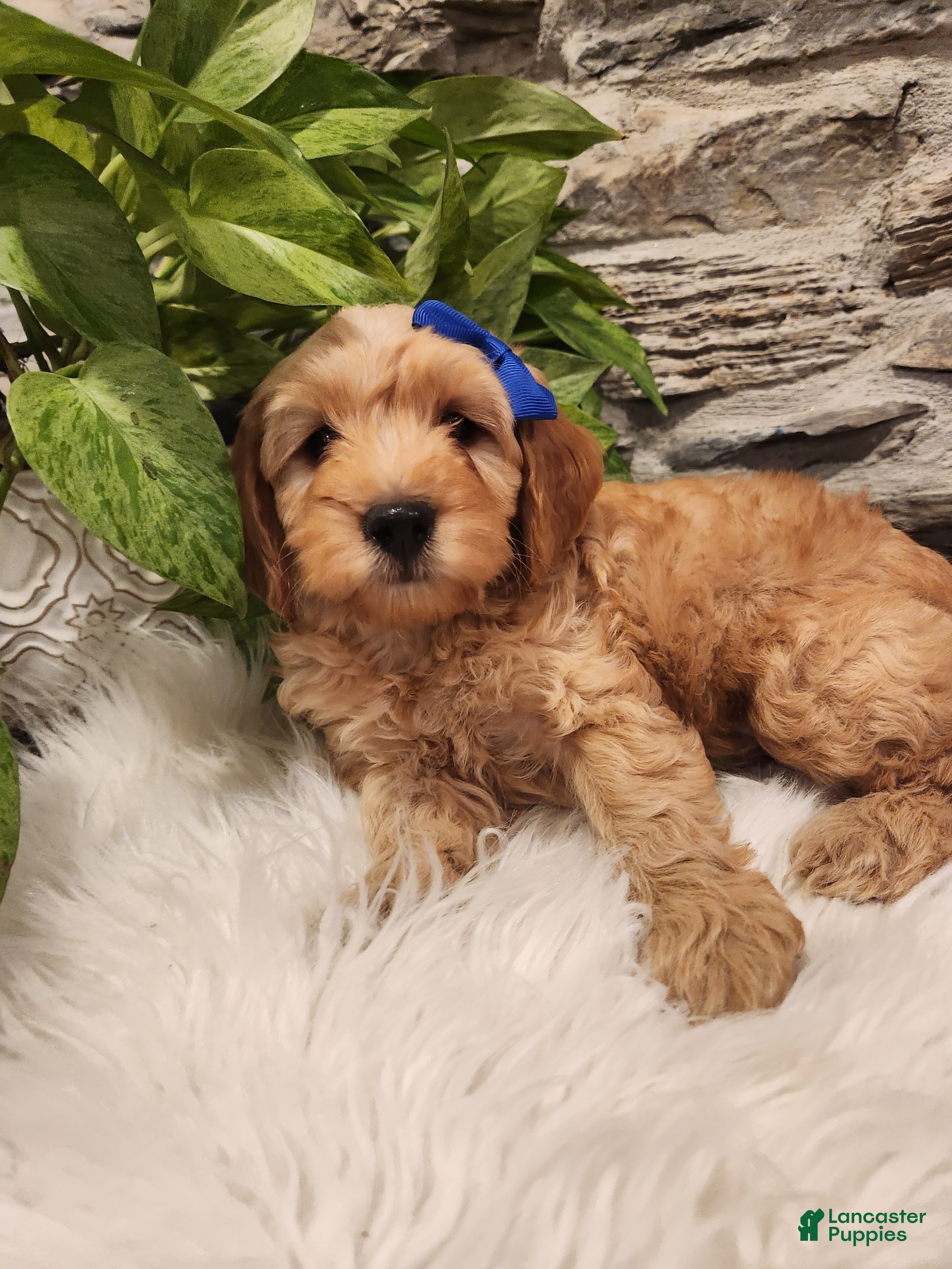 Mini Goldendoodle dogs for sale: BARKLEY - Mini Goldendoodle Fluffy Puppy - FREE SHIPPING DELIVERY INCLUDED - Ad 1