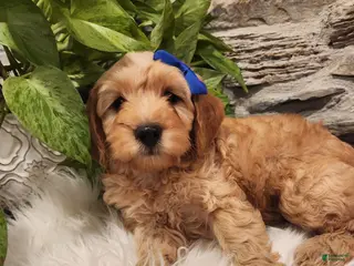 Mini Goldendoodle dogs for sale: BARKLEY - Mini Goldendoodle Fluffy Puppy - FREE SHIPPING DELIVERY INCLUDED - Ad 1