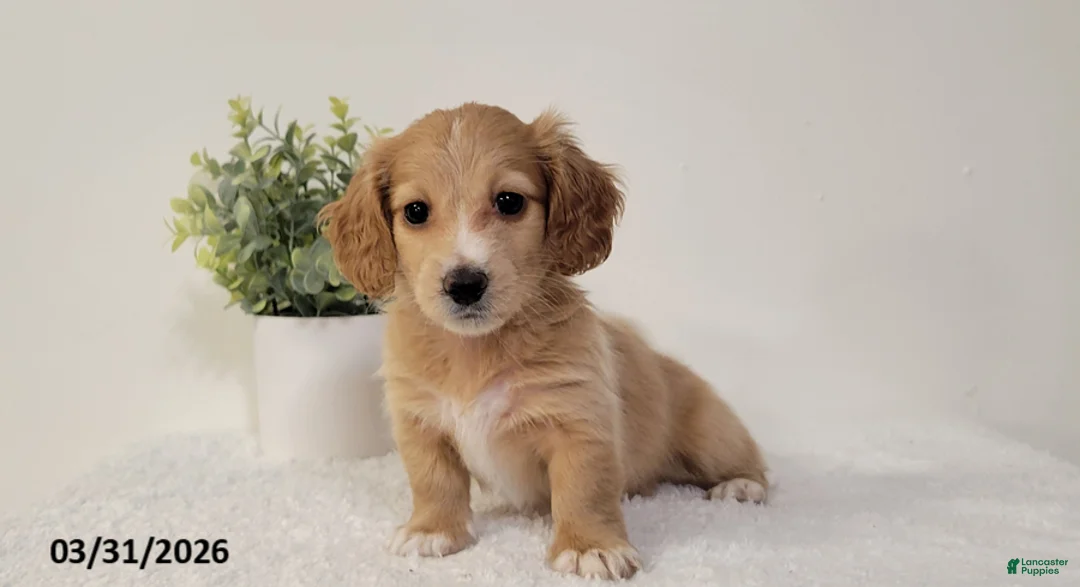 Miniature Dachshund dogs for sale: Britney - Ad 2