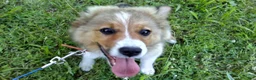 Mixed Breed dogs for sale: Toby - Ad 5
