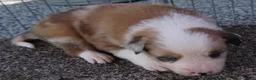 Border Collie dogs for sale: BLAKE - Ad 9