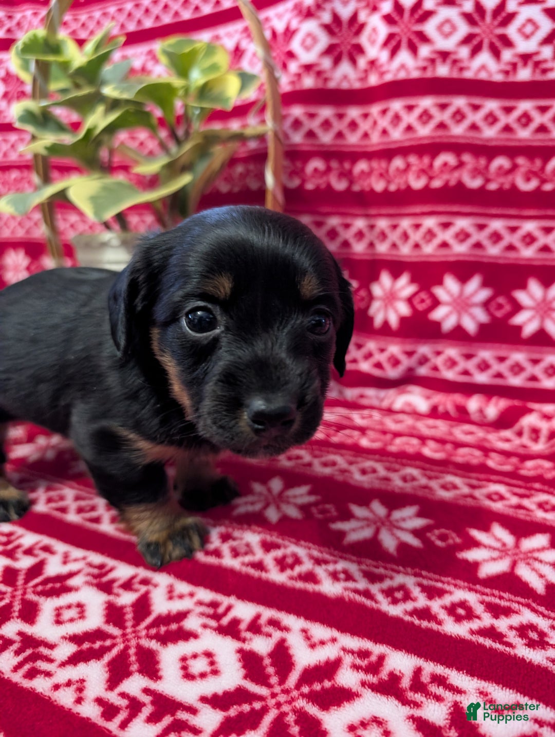 Miniature Dachshund dogs for sale: Anna  - Ad 5