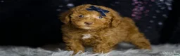Toy Poodle dogs for sale: Tabasco - Ad 6