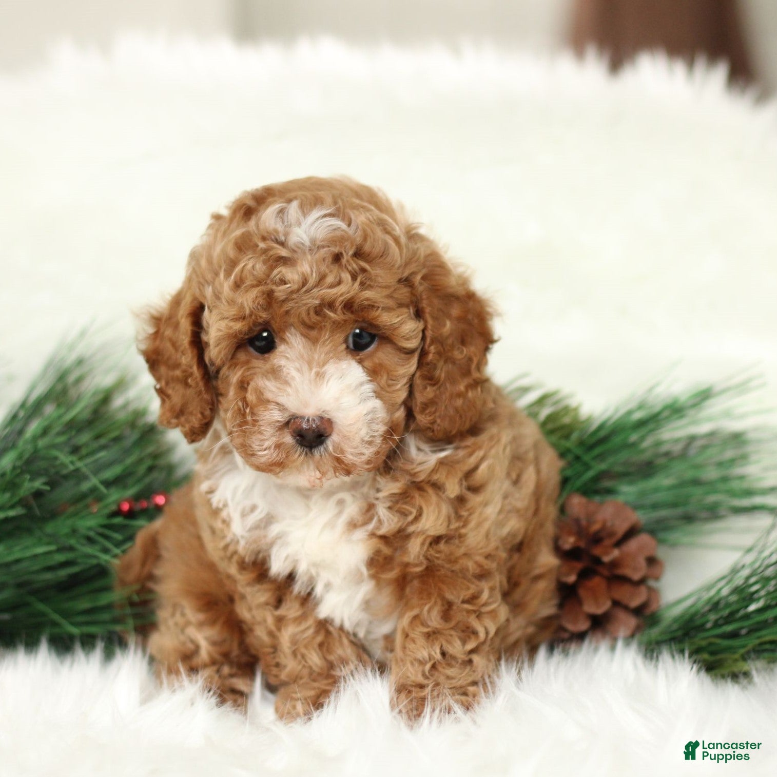 Toy Poodle dogs Jess  - Ad 27