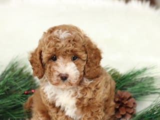 Toy Poodle dogs Jess - Ad 38