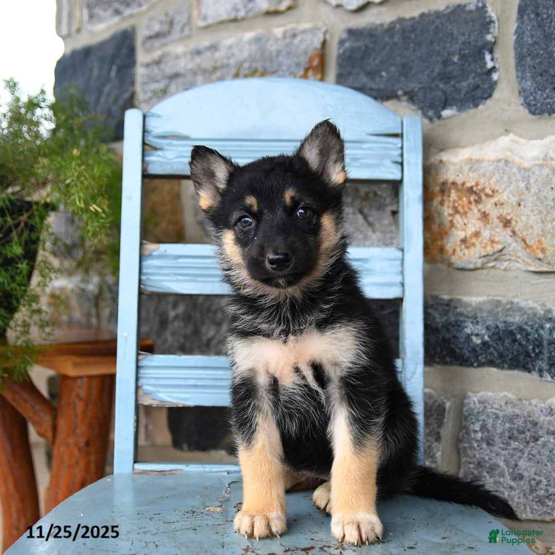 Gerberian Shepsky dogs for sale: Pixel - Ad 2