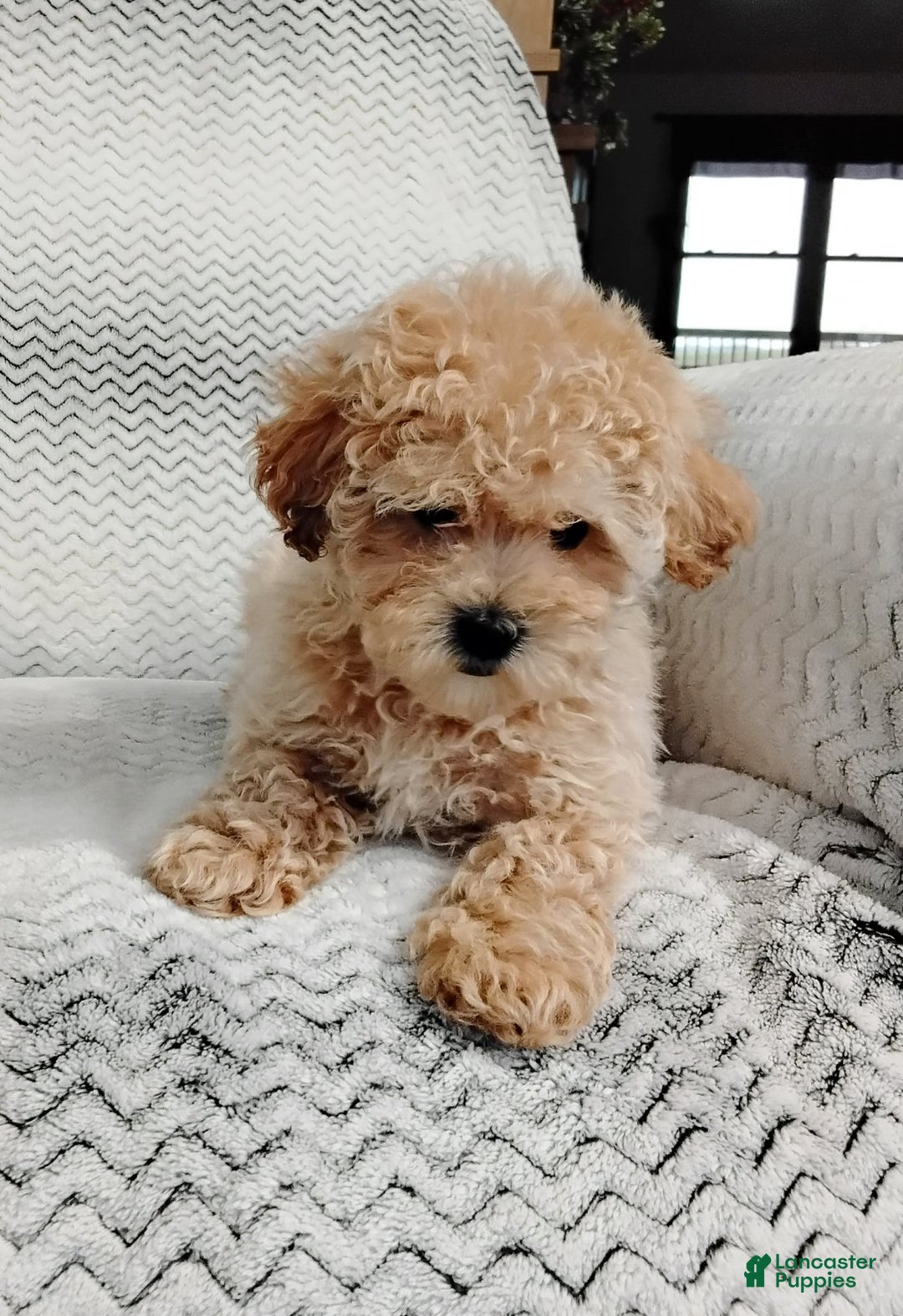 Maltipoo dogs for sale: Anita - Ad 6