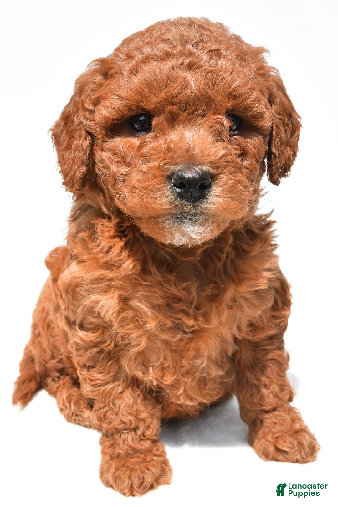 Mini Goldendoodle dogs for sale: Jewel  - Ad 2