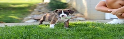 Boxer dogs for sale: Leo - Ad 9