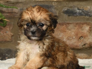 Teddy Bear dogs - Ad 32