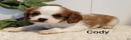 Cavalier King Charles Spaniel dogs for sale: Cody - Ad 1