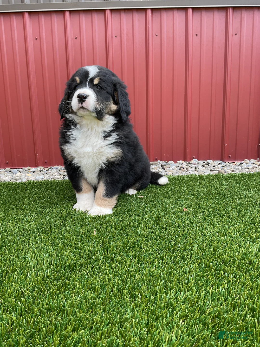 Bernedoodle dogs for sale: Roses - Ad 3