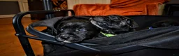 Presa Canario dogs for sale: Mr Neon  - Ad 9