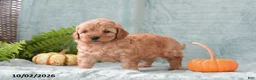 Cockapoo dogs for sale: Sadie - Ad 3