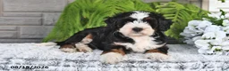 Mini Bernedoodle dogs for sale: Jasper - Ad 4