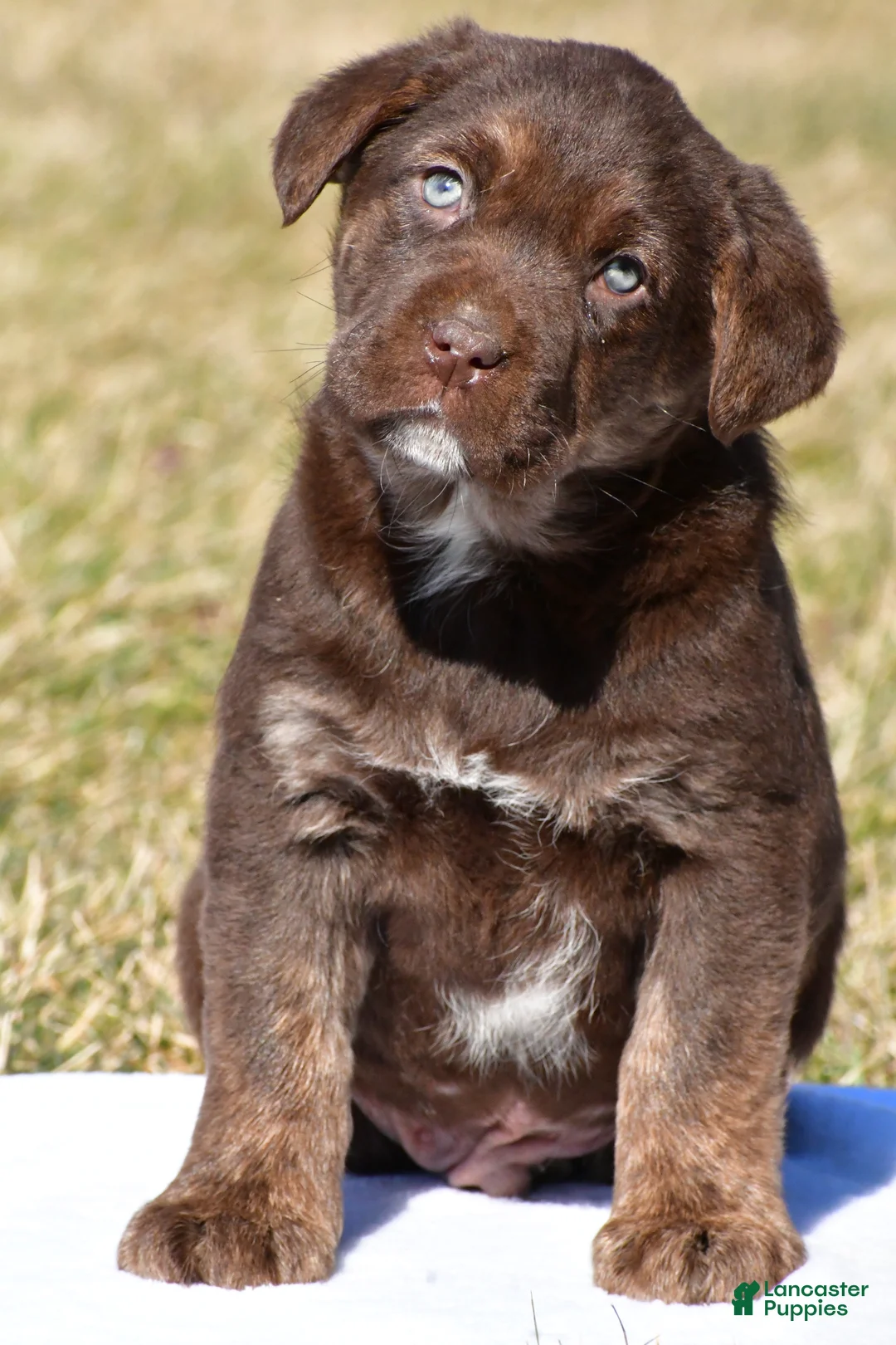 Labrador Retriever dogs for sale: Charles - Ad 1