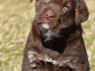 Labrador Retriever dogs for sale: Charles - Ad 1