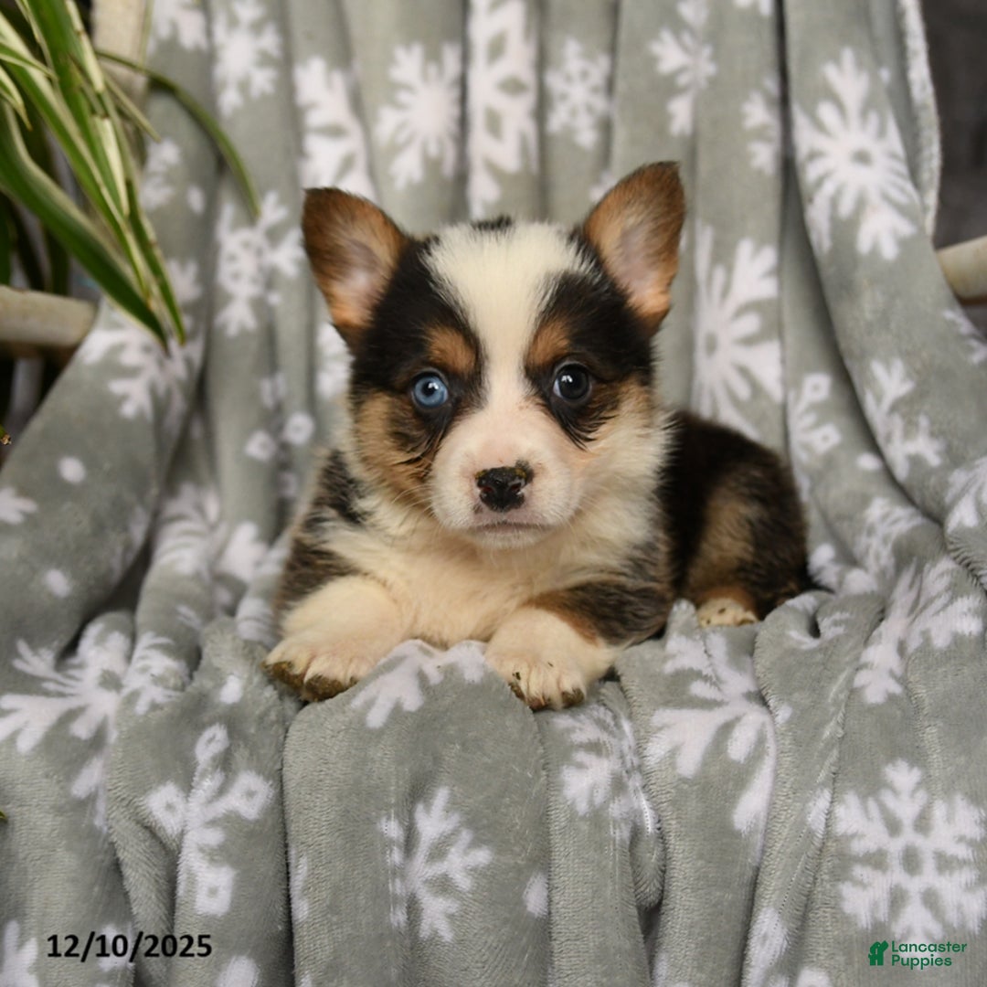 Welsh Corgi Pembroke dogs for sale: Callie - Ad 3
