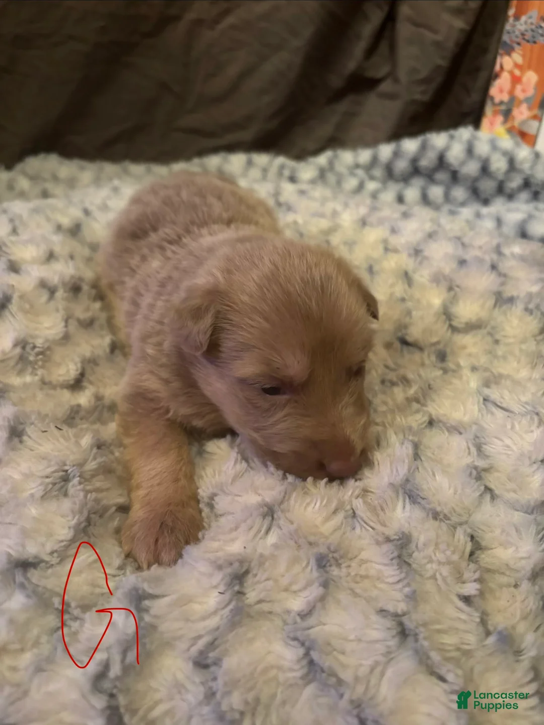 German Shepherd dogs for sale: Girl 3 - Ad 2