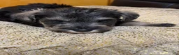 Schnauzer dogs for sale: Schnauzer Puppy 1 - Ad 3