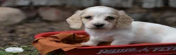 Miniature Dachshund dogs for sale: Miniature Dachshund 2 - Ad 5