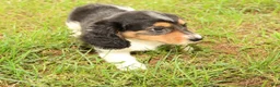 Miniature Dachshund dogs for sale: Drake - Ad 7