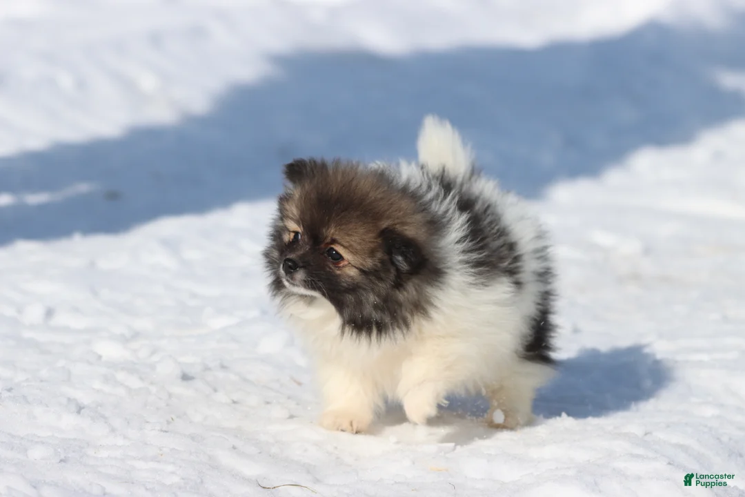 Pomeranian dogs for sale: Sable  - Ad 3
